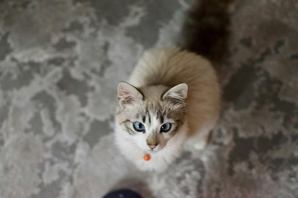 Pourquoi prendre une assurance pour votre chat persan