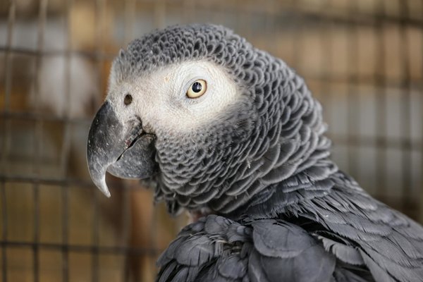 Les maladies les plus dangereuses pour votre chat