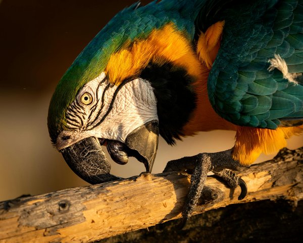 Quels sont les avantages d'un suivi vétérinaire régulier pour la santé à long terme de mon chien ?