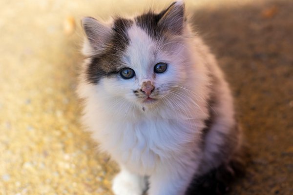 Les accessoires pour animaux : chouchoutez vos compagnons !