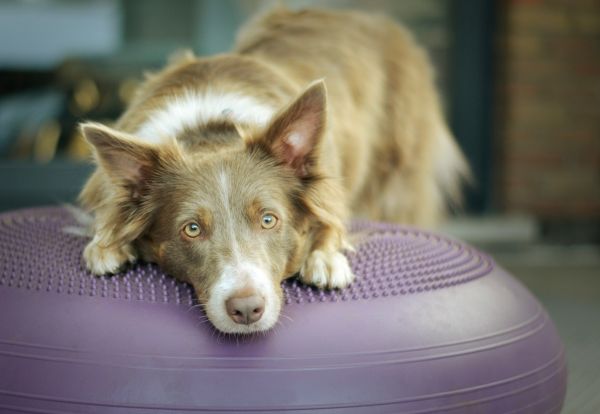 Optimiser le bien-être de votre chien avec un ostéopathe à Pau