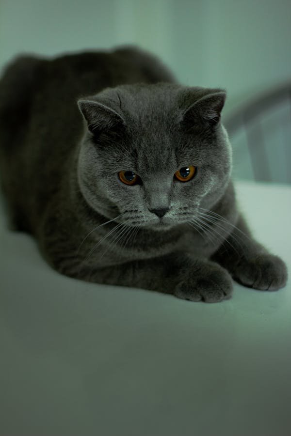 Soin conjonctivite chat : solution efficace avec TraumaPet® Ophtal Ag