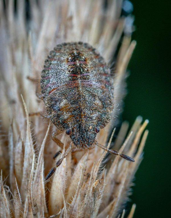 Détection canine de punaises de lit à paris : trouvez la solution !